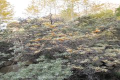 Hippophae rhamnoides subsp. turkestanica